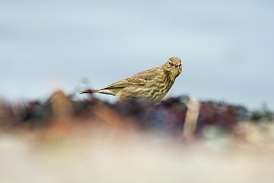 BUITEN BEELD Foto: 118491