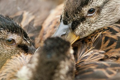 BUITEN BEELD Foto: 118496