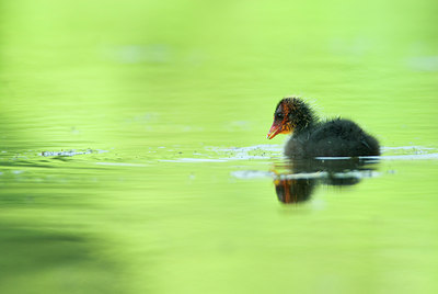 BUITEN BEELD Foto: 118497