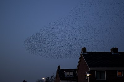 BUITEN BEELD Foto: 118501