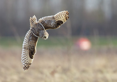 BUITEN BEELD Foto: 118609