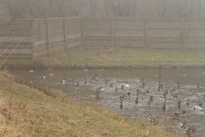 BUITEN BEELD Foto: 118639