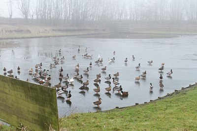 BUITEN BEELD Foto: 118641