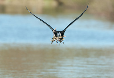BUITEN BEELD Foto: 118652