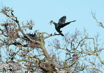 BUITEN BEELD Foto: 118661