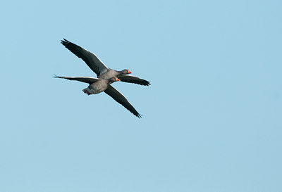 BUITEN BEELD Foto: 118664