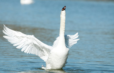 BUITEN BEELD Foto: 118665