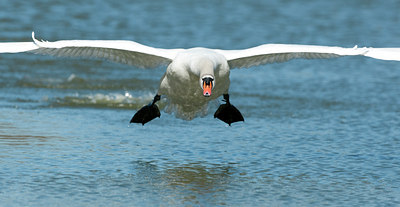 BUITEN BEELD Foto: 118672
