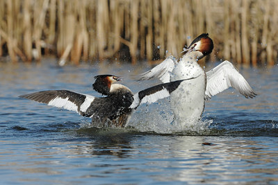 BUITEN BEELD Foto: 118679