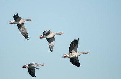 BUITEN BEELD Foto: 118683