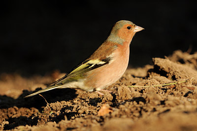 BUITEN BEELD Foto: 118694