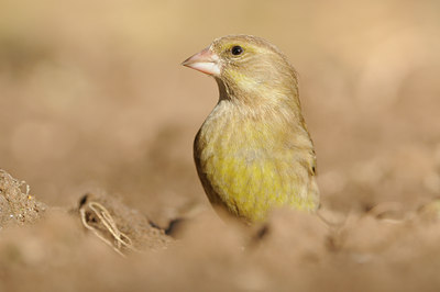 BUITEN BEELD Foto: 118704