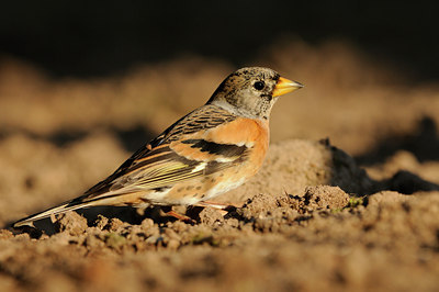 BUITEN BEELD Foto: 118709