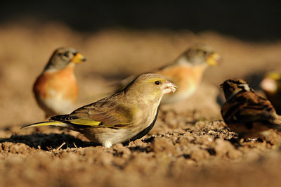 BUITEN BEELD Foto: 118713