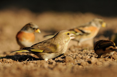 BUITEN BEELD Foto: 118714