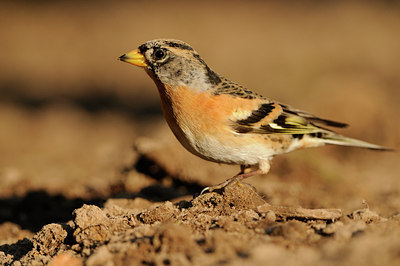 BUITEN BEELD Foto: 118716