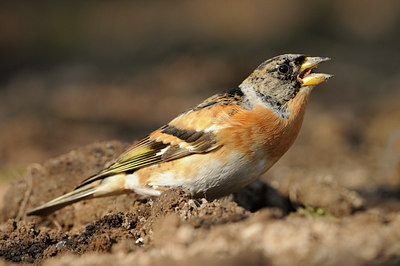 BUITEN BEELD Foto: 118718