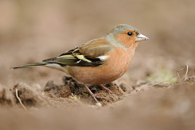 BUITEN BEELD Foto: 118722