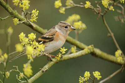 BUITEN BEELD Foto: 118730