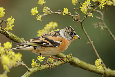 BUITEN BEELD Foto: 118734