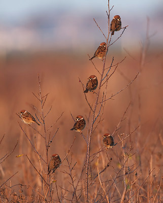 BUITEN BEELD Foto: 118737