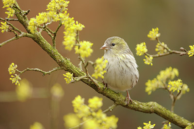 BUITEN BEELD Foto: 118741