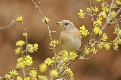 BUITEN BEELD Foto: 118742