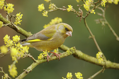 BUITEN BEELD Foto: 118744