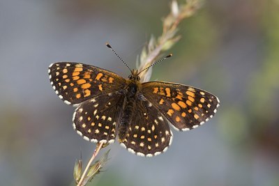 BUITEN BEELD Foto: 118750