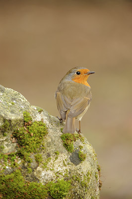 BUITEN BEELD Foto: 118755