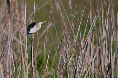 BUITEN BEELD Foto: 118756