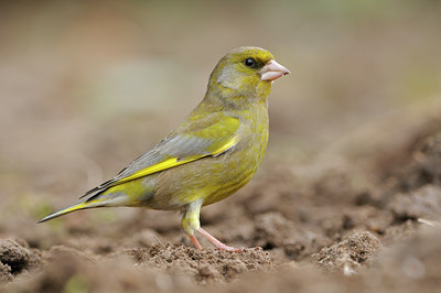 BUITEN BEELD Foto: 118764