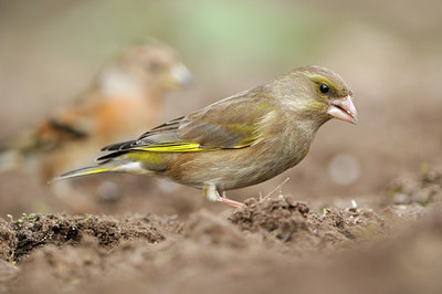 BUITEN BEELD Foto: 118765