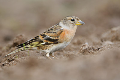 BUITEN BEELD Foto: 118768