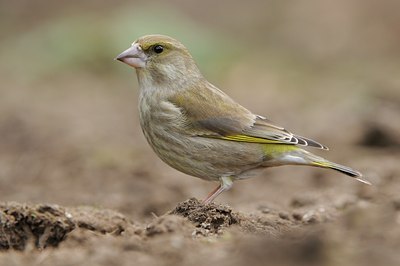 BUITEN BEELD Foto: 118771