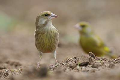 BUITEN BEELD Foto: 118772