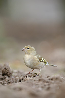 BUITEN BEELD Foto: 118774