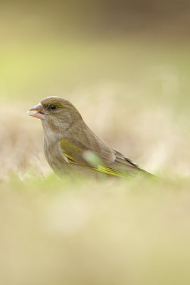 BUITEN BEELD Foto: 118778