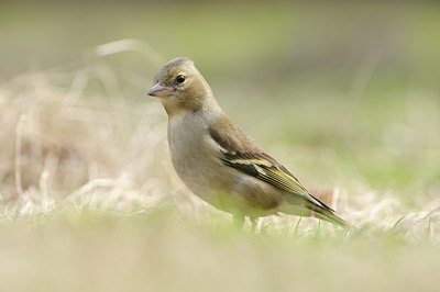 BUITEN BEELD Foto: 118785