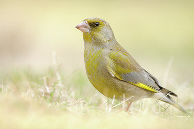 BUITEN BEELD Foto: 118789
