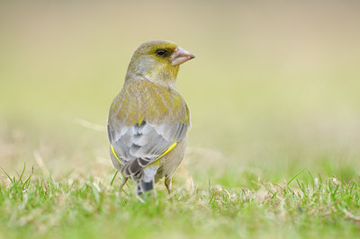 BUITEN BEELD Foto: 118792