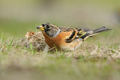 BUITEN BEELD Foto: 118797