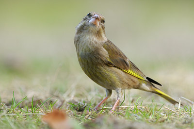 BUITEN BEELD Foto: 118800