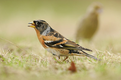 BUITEN BEELD Foto: 118801