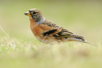 BUITEN BEELD Foto: 118805