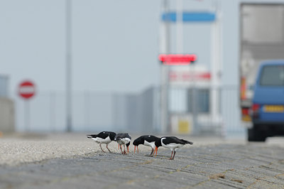 BUITEN BEELD Foto: 118832