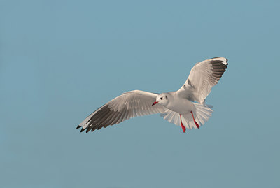 BUITEN BEELD Foto: 118860
