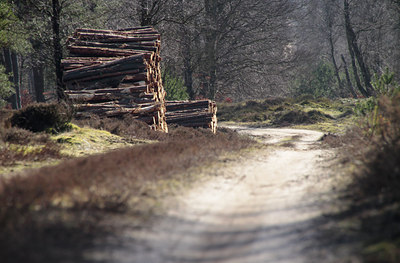 BUITEN BEELD Foto: 118869
