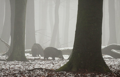 BUITEN BEELD Foto: 118879