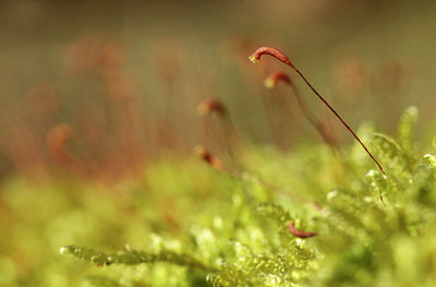 BUITEN BEELD Foto: 118886